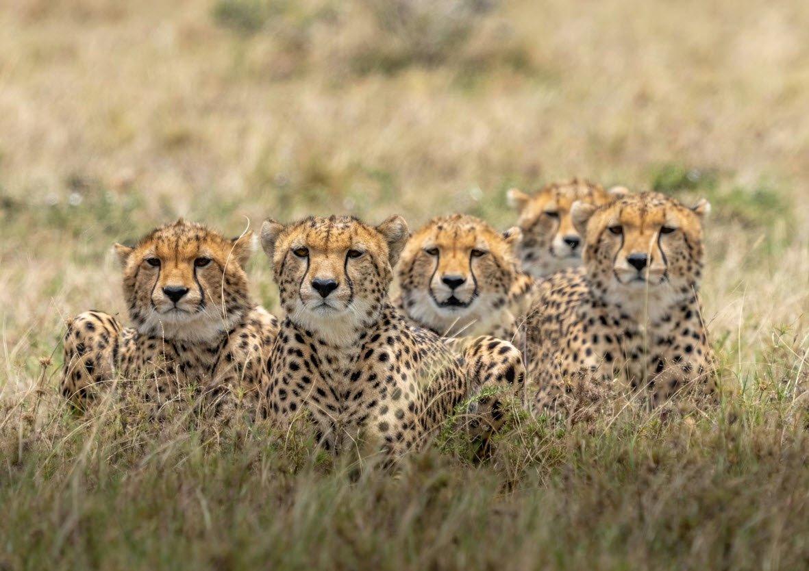 The 5 Best Kenya Safari Destinations You Can Explore